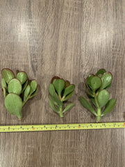 3 Sunset Jade Plant Cuttings – Crassula Ovata – Unrooted Succulent Stems for Propagation – Easy to Grow, Colorful Indoor Plant