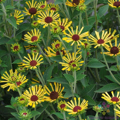 Little Henry Rudbeckia Seeds - 200+ Count - Garden Planting - Rudbeckia hirta - USA, Free Shipping