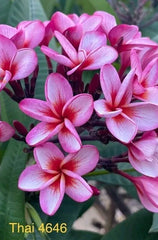Pink Thai Plumeria Plant - Rooted 3 Inch Pot - Fragrant Flowering Plant - Plumeria rubra
