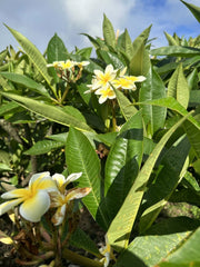 Yellow Plumeria Cutting - 10 Inch Unrooted Starter, Frangipani Variety, Fresh Plant Cuttings, Plumeria rubra