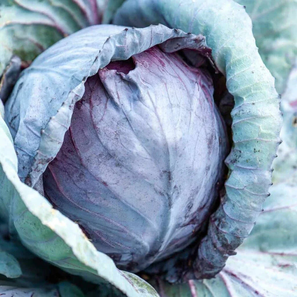 Stonehead Cabbage Seeds - 500+ Pack - Premium Garden Variety - Brassica oleracea