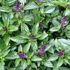Cinnamon Basil Seeds - Non-GMO Herb Seeds - Ocimum basilicum - Shipped with Tracking