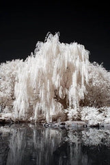 White Willow Tree Cutting - Silver Leaves - Grow Your Own Salix alba