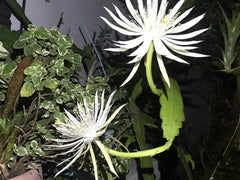 Epiphyllum Orchid Cactus Cuttings Bundle of 8 - White Flower Succulents, Epiphyllum spp.