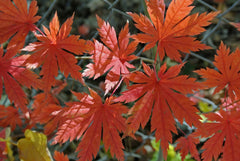 Korean Maple Seeds - Acer pseudo-sieboldianum - 25 Pack - Ornamental Tree Seeds for Landscaping