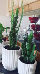 Joseph's Coat Cactus with Roots - 4-6 Inches - Opuntia x 'Joseph's Coat' - Colorful Succulent for Home or Garden
