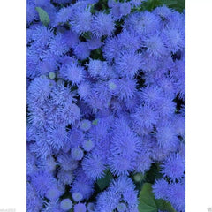 Flossflower Seeds 100 Pack, Blue Mink Ageratum, Garden Ageratum, Ageratum Mexicanum Blueweed
