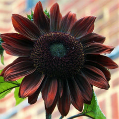 Chocolate Cherry Sunflower Seeds | Maroon Burgundy Deep Dark Red Flower Seed | Helianthus annuus