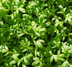 Curled Cress Seeds 1000 Count Non-GMO Slow Bolting Pungent Spicy Zesty (Lepidium sativum)