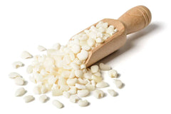 White Corn Seeds - 75 Seeds - Top Producer Variety - Zea mays