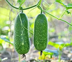 Organic Hairy Skin Gourd Seeds - 20+ Fuzzy Melon Wax Gourd Hairy Melon (Benincasa hispida) - Mokwa USA