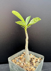 Adenium Arabicum x Socotranum Hybrid Succulent Plant - Rare Rooted Plant in 2.5" Pot - Desert Rose Variety