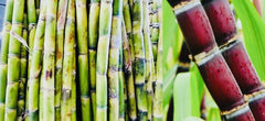 Fresh Cut Sugar Cane Sticks - 4 Pack, Green or Purple, Non-GMO - Saccharum officinarum