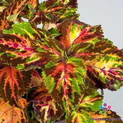 Coleus Seeds - 25+ Superfine Rainbow Multicolour Variety - Coleus blumei - Garden Planting, USA, Free Shipping
