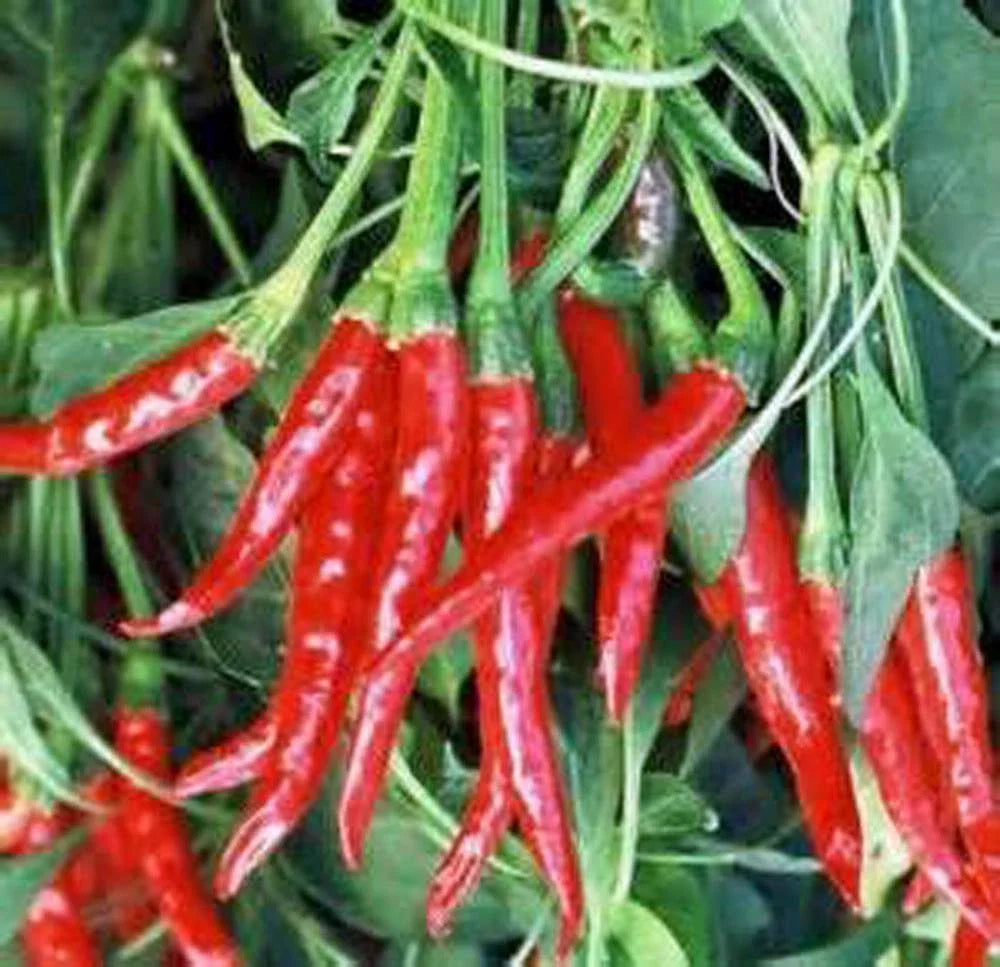 Hot Pepper Seed Mix Collection, Heirloom Seeds, 7 Varieties for Garden, Capsicum spp.