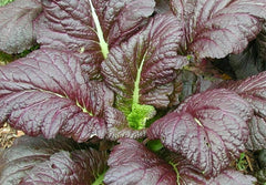 Mustard Seeds 500+ Giant Red Heat Tolerant Brassica juncea Healthy Garden Greens