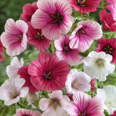 Malope Trifida Seeds, Dwarf Rose Mallow, Border & Bed Flowers, Ornamental Perennial, Free Shipping