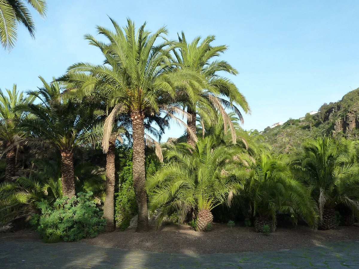 Canary Island Date Palm Seeds, 10 Seeds, Phoenix canariensis, Tropical Palm Tree Seeds for Home Garden