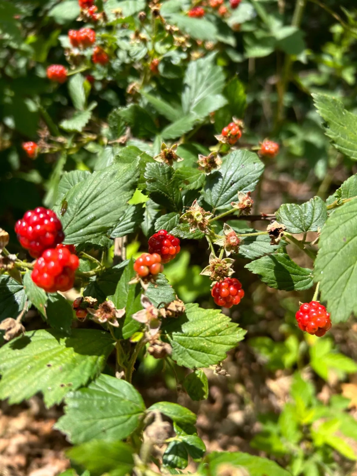 Allegheny Wild Blackberry Plants - Live Perennial Edible Transplants (5 Pack) - Rubus allegheniensis - Organic & Pesticide Free