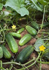 Cucumber Seeds, 50 Count, Heirloom Non-GMO, Garden Cucumber, Marketer Variety, Cucumis sativus