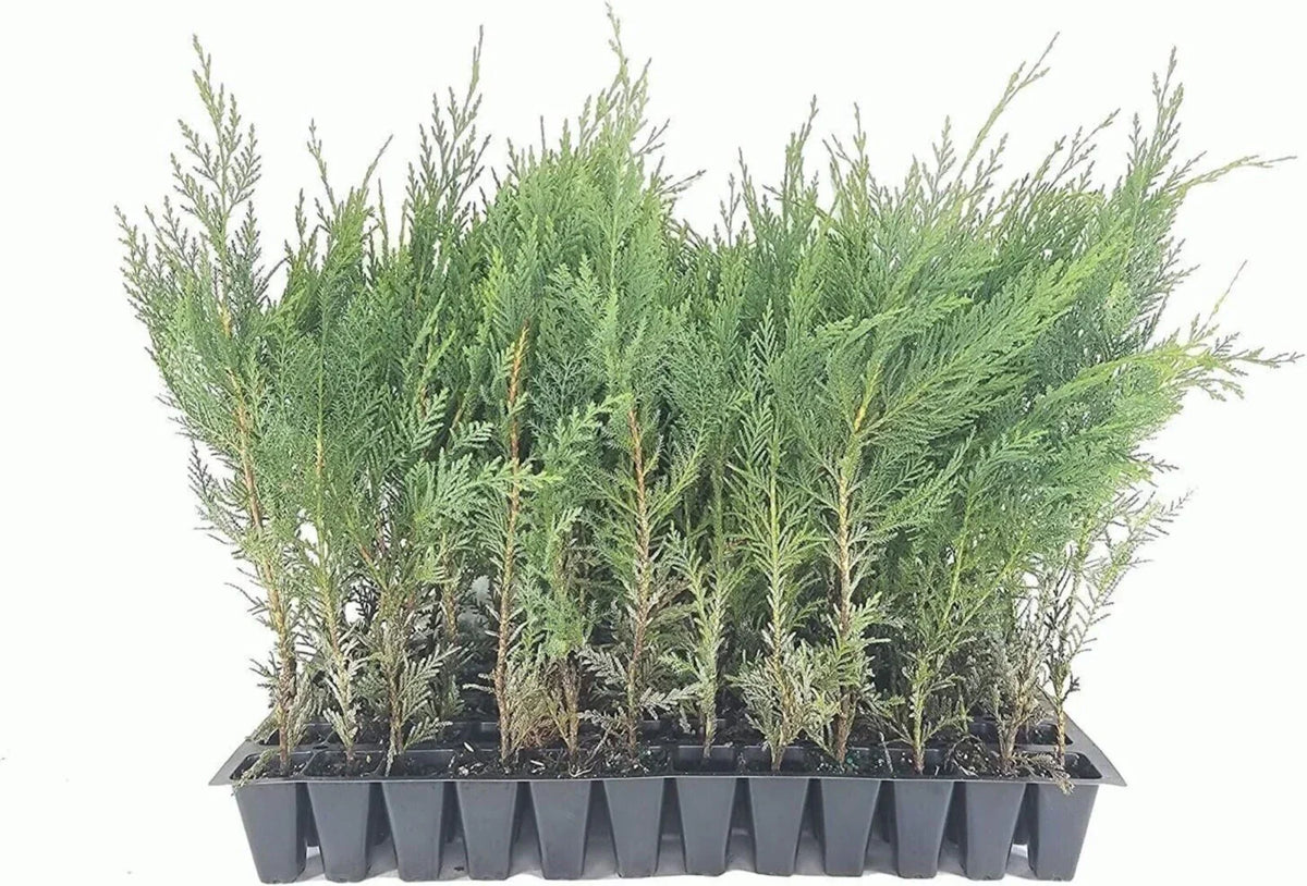 20 Murray Cypress Trees Live Plants - Upright Evergreen Privacy Screen - Cupressus macrocarpa - Fast-Growing Perennial