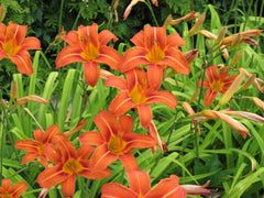 Live Large Orange Daylily Bulbs - Clumps with Strong Roots - Hemerocallis 'Orange' - 2+ Plants for Garden Landscaping