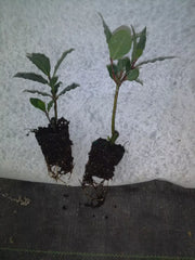 Bay Leaf Tree Plant - 2-4 Inches - Healthy Well-Rooted Laurus nobilis - Pesticide-Free - Grown in Ocala, Florida