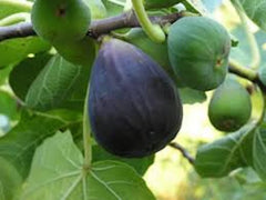 Black Mission Fig Tree Starter Plant - Ficus Carica - Edible Fruit - Everbearing Variety - Large Lobed Leaves