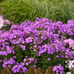 Cover Girl Phlox Seeds - 100+ Seeds for Garden Planting - Phlox paniculata - USA Grown, Free Shipping