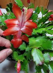 6 Red Thanksgiving Cactus Cuttings - Schlumbergera truncata - Perfect for Planting or Propagation