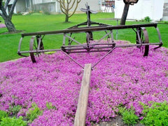 Purple Rockcress Flower Seeds - 501+ Drought Tolerant Groundcover for Containers - Arabis purpurea