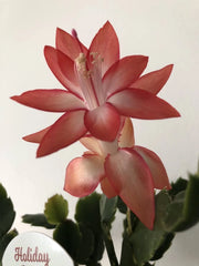 Christmas Cactus Set of 6 - 3 Rooted & 3 Unrooted - Orange Color - Schlumbergera