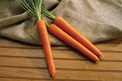 Olympus Carrot Seeds - 1000+ Seeds for Garden Planting - Daucus carota - USA Grown