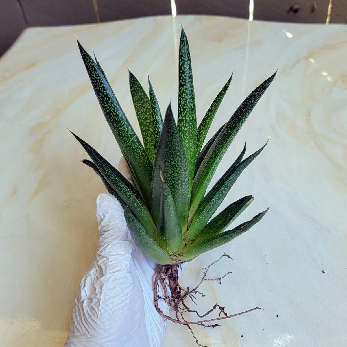 drought resistant indoor plants Gasteria 'Flow' Succulent Plant | Unique Green Succulent