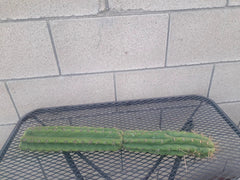 Cereus Peru Cactus Cutting - H21 - Succulent Plant - Exotic Indoor Decor - Cereus peruvianus