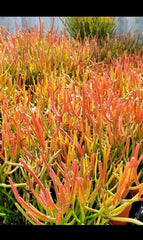 Large 12” Fire Sticks Cactus Cuttings - Euphorbia Tirucalli Succulent - Ideal for Indoor/Outdoor Decor
