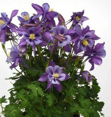 Columbine Perennial Bare Root Plant - Blue Flowers - Aquilegia - Fast-Growing Flowering Garden Plant - Easy Care