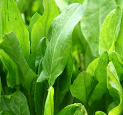 Large Leaf Sorrel Seeds 1000+ Perennial Green Vegetables Rumex acetosa - Free Shipping