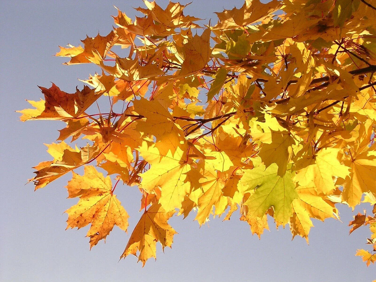 30+ Fast Growing Tree Seeds - Norway Maple (Acer Platanoides) - Ideal for Landscaping, Shade Trees, and Reforestation