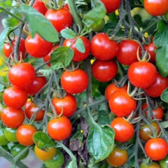 Tomato Seeds - 100+ Small Red Cherry Variety - Solanum lycopersicum - Free USA Shipping