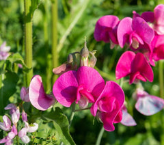 Polygala Myrtifolia Sweet Pea Bush 6" Live Flower Plant Cuttings - Polygala Myrtifolia, Hardy Perennial, Vibrant Blooms