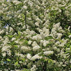 Hackberry Tree Live Bare Root 16+ Inches Celtis occidentalis Tough Durable Wildlife-Friendly Plant Zone 3-9