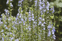 Great Blue Lobelia Seeds - Native Wildflower for Shade Gardens - Ideal for Poor Soils - Lobelia siphilitica