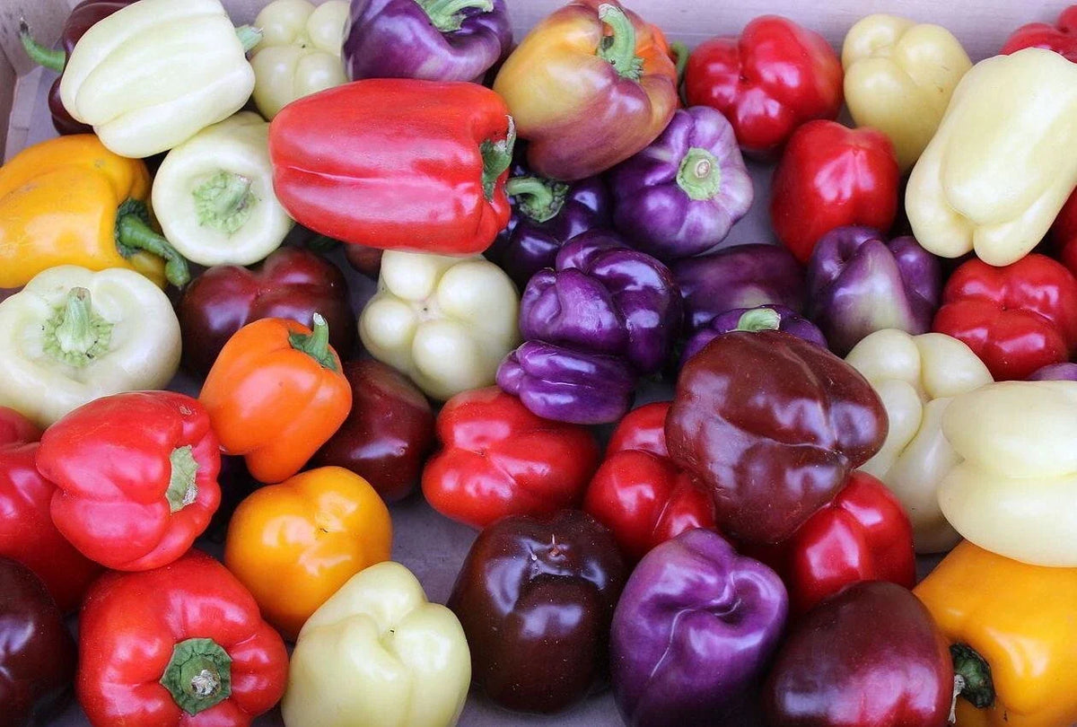 Rainbow Bell Pepper Seed Mix - 120+ Seeds - 7 Colorful Varieties - Capsicum annuum
