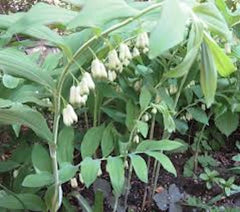 True Solomon Seal Bare Root Perennial Wildflower - Polygonatum biflorum - 3 Pack