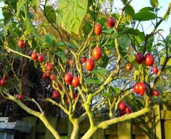 Tomato Tree Seeds - 10 Pack - Tamarillo (Cyphomandra betacea) - Tropical Fruit Seeds for Planting