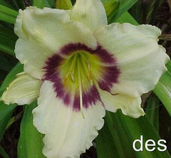 Daylily Plants - 3 Pack - Pandora's Box - Ivory with Purple Eye - Hemerocallis