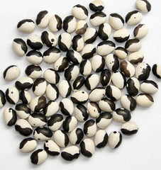 Calypso Bean Seeds - Fresh Soup Bean Seeds - Heirloom Variety - Phaseolus vulgaris - Free Shipping Available