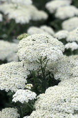White Yarrow Seeds - 500 Organic Seeds - Achillea millefolium - USA Grown, Free Shipping