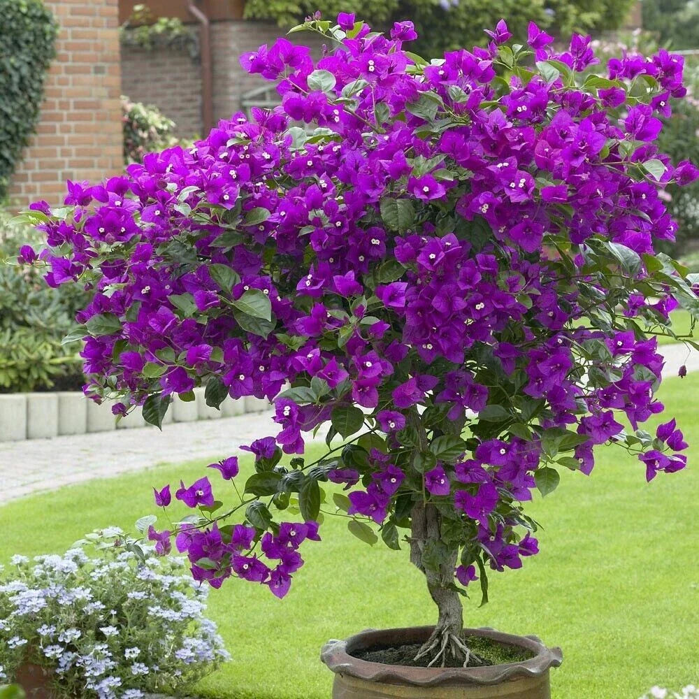 Bougainvillea Starter Plant - Small Well Rooted - Rare Violet Variety - Bougainvillea spp.